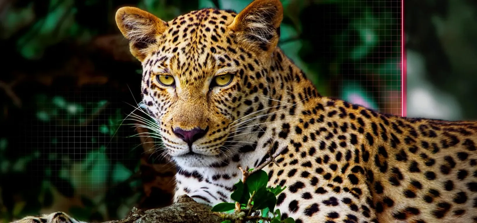 Телевизор LG OLED65C5RLA